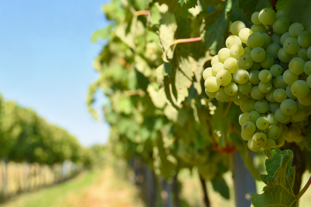 Bloomberg: фермерам приходится уничтожать свои виноградники
