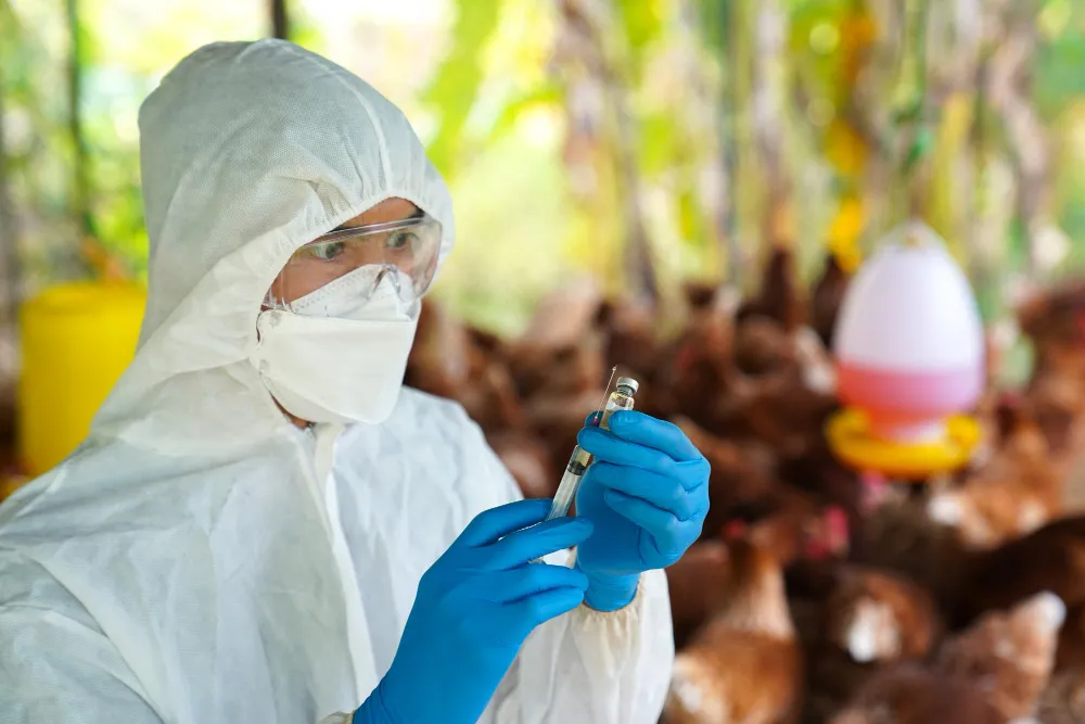 ВОЗ сообщила о первом в мире случае заражения человека птичьим гриппом A(H5N2)