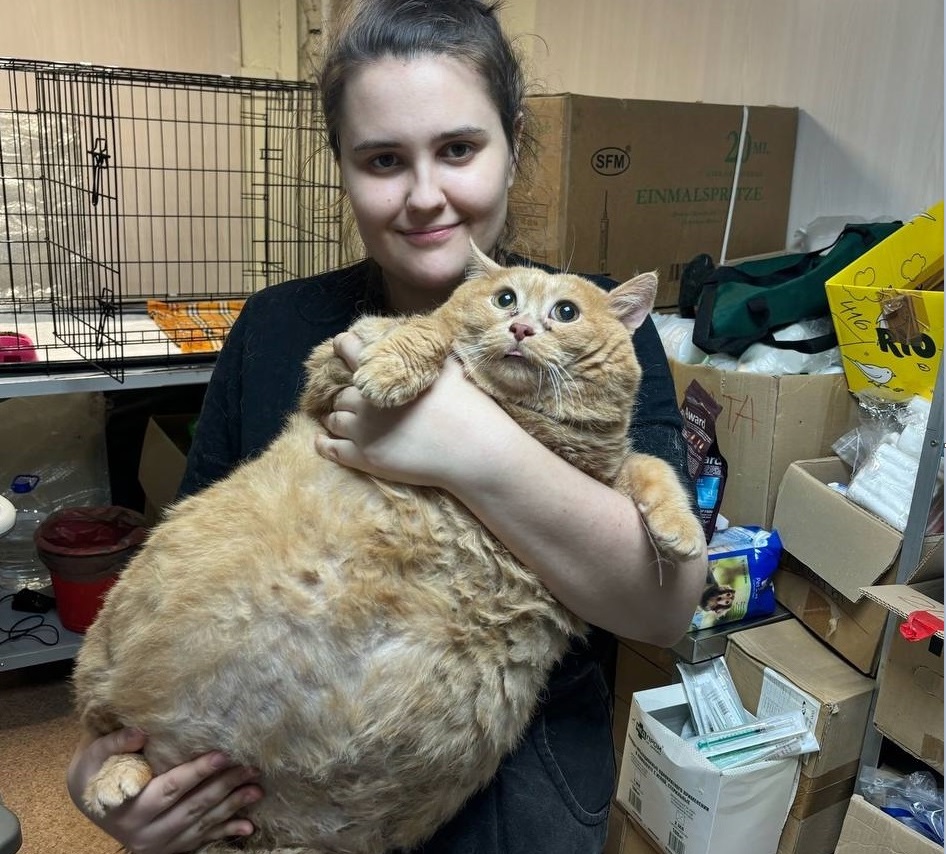 Кот Крошик из Перми попал в мировые таблоиды