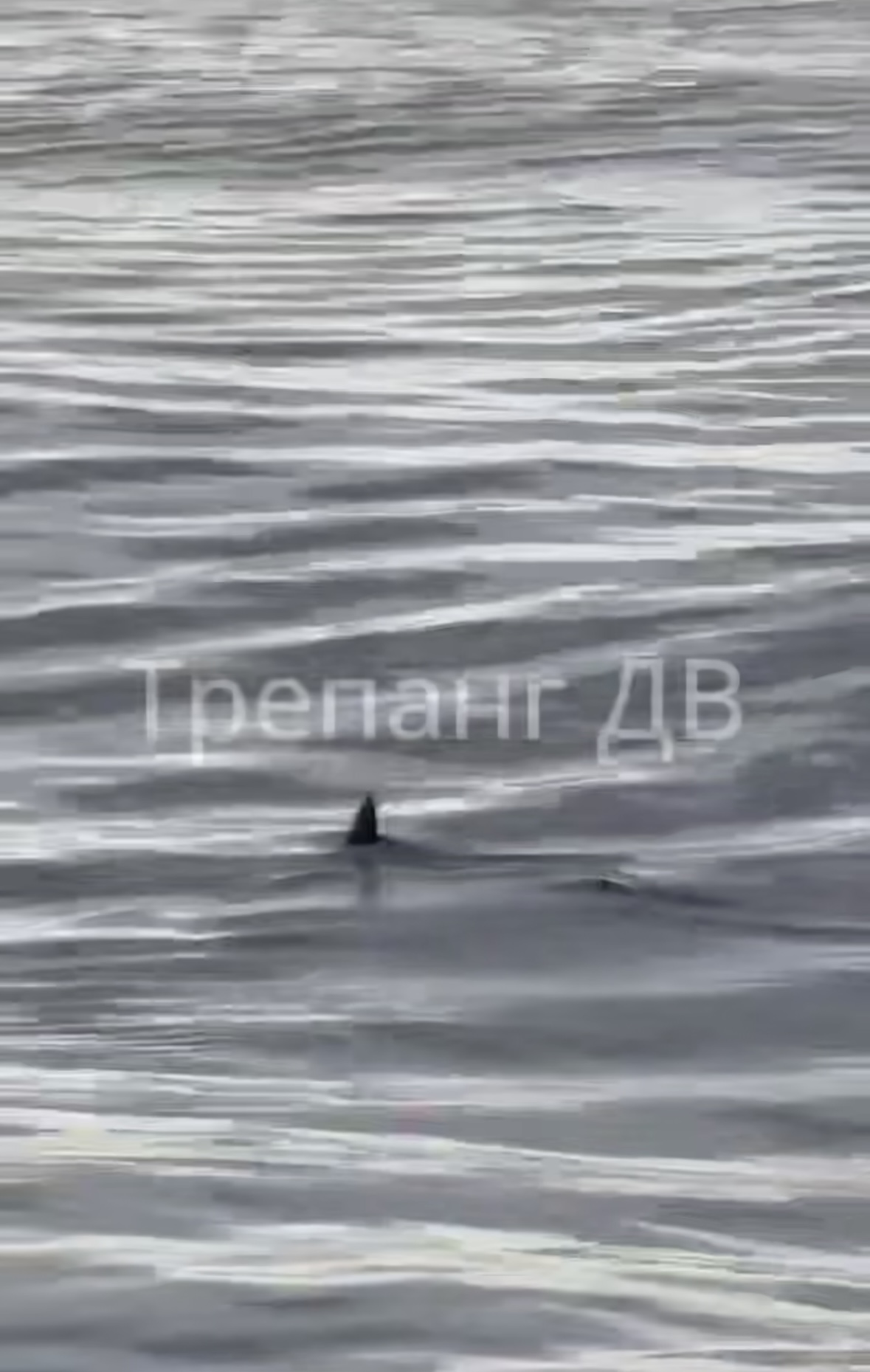 Акулий плавник замечен в популярной бухте Приморья