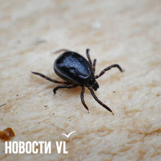 Почти 1150 клещей, снятых с людей в Приморье, оказались носителями инфекций