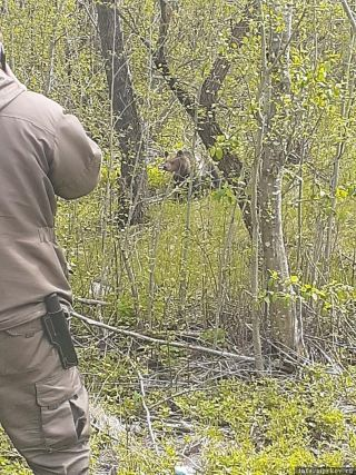 «Терроризировавшего» поселки медведя обезвредили в Хабаровском крае