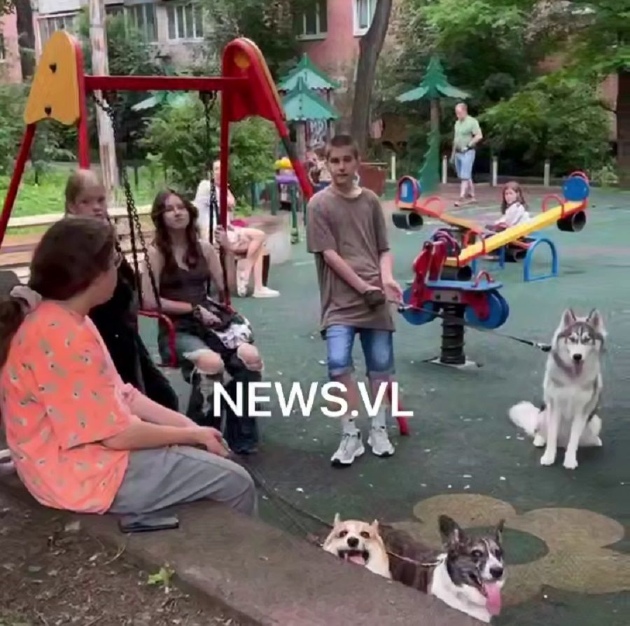 Жители Владивостока жалуются на выгул собак на детской площадке