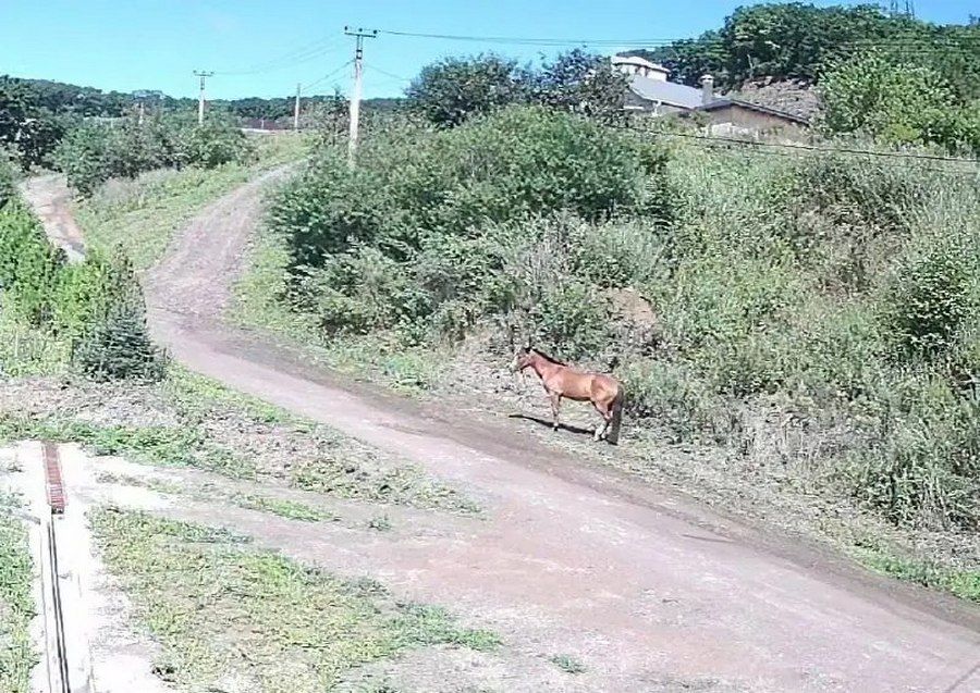 Истощенные лошади вторые сутки стоят без еды и воды в Находке