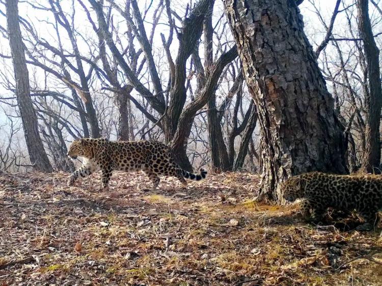 Котёнок редчайшего леопарда с мамой украсили упаковки «Русского сахара»