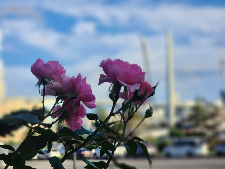 Во Владивостоке без осадков, до +24°C