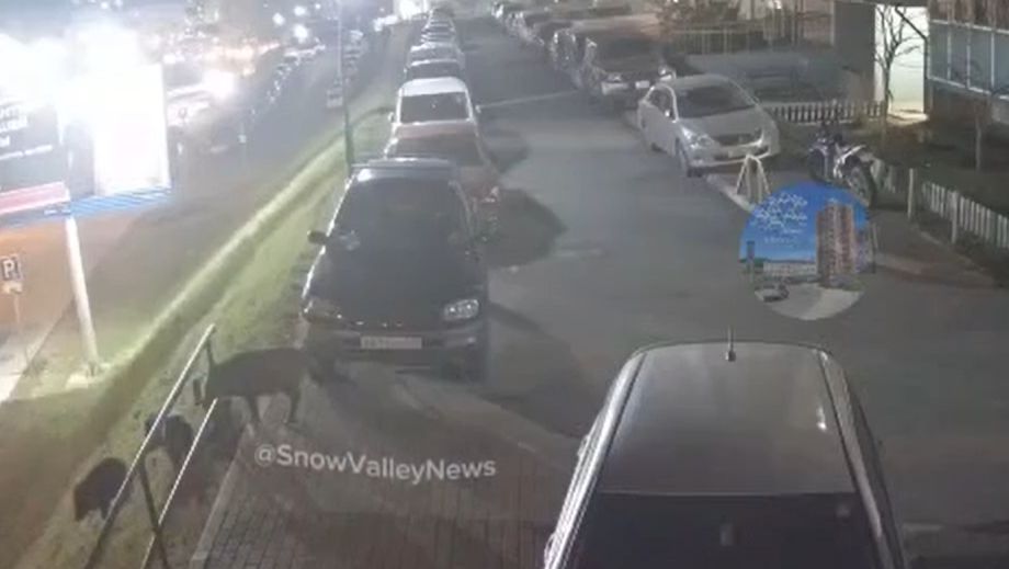 Стаи кабанов всё чаще появляются во дворах Владивостока